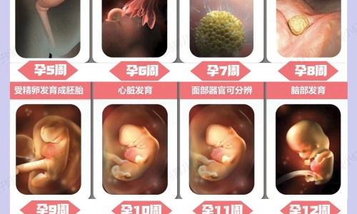 怀孕能吃槐花吗